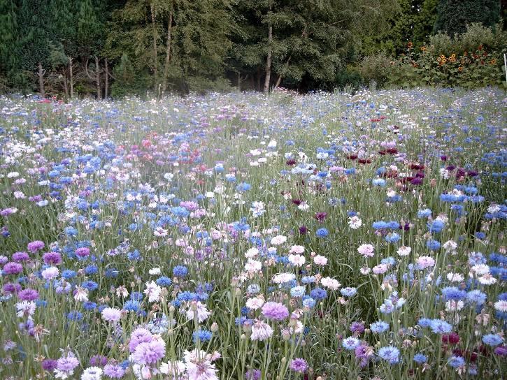 en diersoorten Natuurlijke