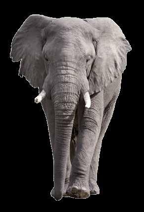 Grote olifant Jongens meisjes aan de kant, want daar komt een grote olifant Grote poten en grote oren, en een