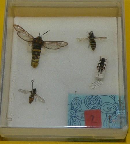 De kinderen gaan insecten determineren, ofwel hun juiste naam geven. Kijk op de deksel van het kistje voor algemene aanwijzingen bij het determineren.