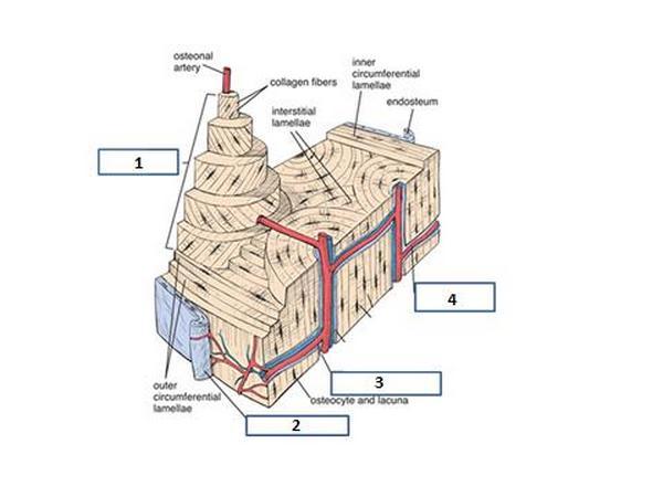 (Originele bron: ww.studyblue.com/notes/note/n/bones/deck/1138690) U ziet hier een schematische weergave van botweefsel. Welke onderdelen van botweefsel worden met de nummers aangeduid?