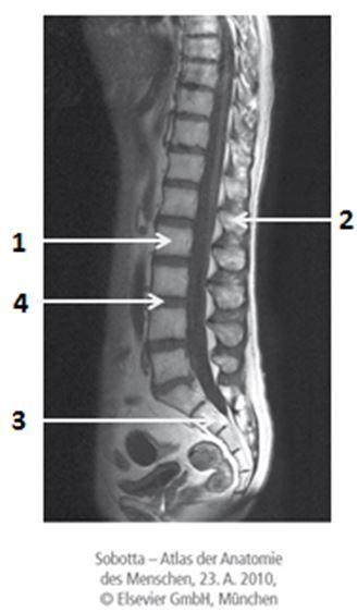 (v) ruggenmerg (iii) discus intervertebralis (iv) perifere zenuw (ii) a. vertebralis (i) a. subclavia foramen transversarium: (v) spinale zenuw (iii) discus intervertebralis (iv) ruggenmerg (ii) a.