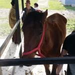 Stichting Roemeense Paarden in Nood heeft, ondanks de beperkte financiële middelen, veel paarden kunnen helpen.