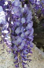 Berg Clematis Clematis Montana Ranonkelachtige Neen (Himalaya) (slingerplant): hechtrank, steun 6-8m Neen Zon,