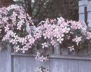 Hydrangea anomala petiolaris (scandens) Hydrangeacea Neen (Azie) Neen (hechtwortel) 8m Neen Schaduw, halfschaduw