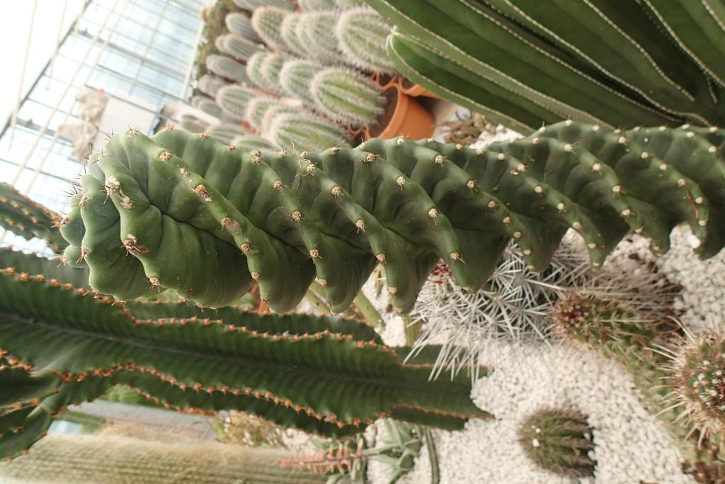 Trichocereus forbesii spiralis