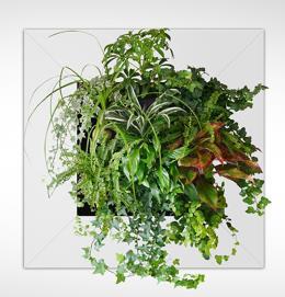 Green picture: Mini plantenwand Afmeting h75/b75/d20 cm Eenvoudig aan te brengen aan de wand Aanleg elektra, waterleiding en/of afvoer niet nodig Materiaal wandmodules: Polyethyleen (PE) Aluminium