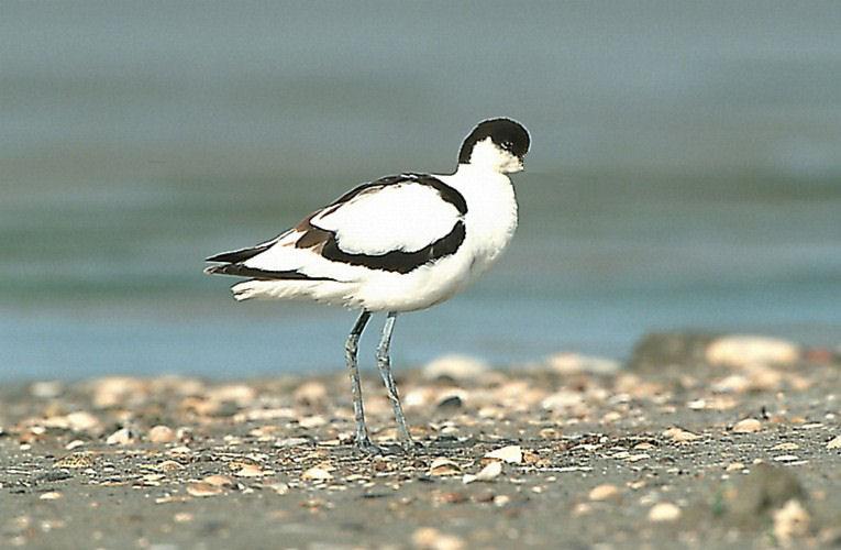 Invulblad: Opdracht: Vul in de tabel de letter van de snavel in bij de juiste vogel. De snavels staan in een tabel onder deze tabel. Schrijf één reden op waarom deze snavel bij deze vogel hoort. Nr.