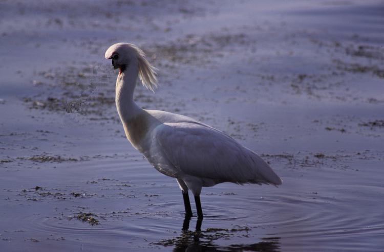 3 Lepelaar: De lepelaar is een watervogel vernoemd naar zijn opvallende snavel. De lepelaar zeeft kleine diertjes en plantjes uit het water.