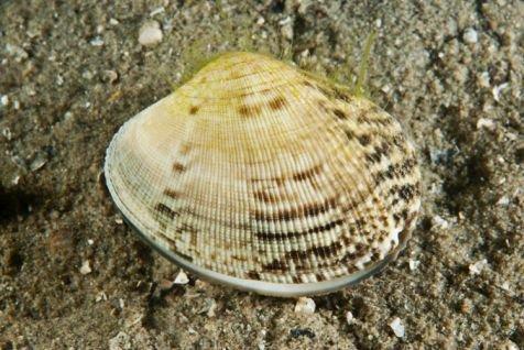De schelpkleur van de Filippijnse tapijtschelp is zeer gevarieerd (foto: Peter H van Bragt) In het Grevelingenmeer is de soort nog maar zelden aangetroffen.