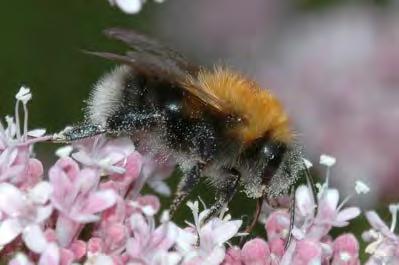 Wij willen ook de komende jaren blijven inzetten op projecten met bijen en zweefvliegen. We blijven de publiciteit zoeken rond bestuivers: Nature Today, Vroege Vogels, Bestuivers.nl, Facebook.