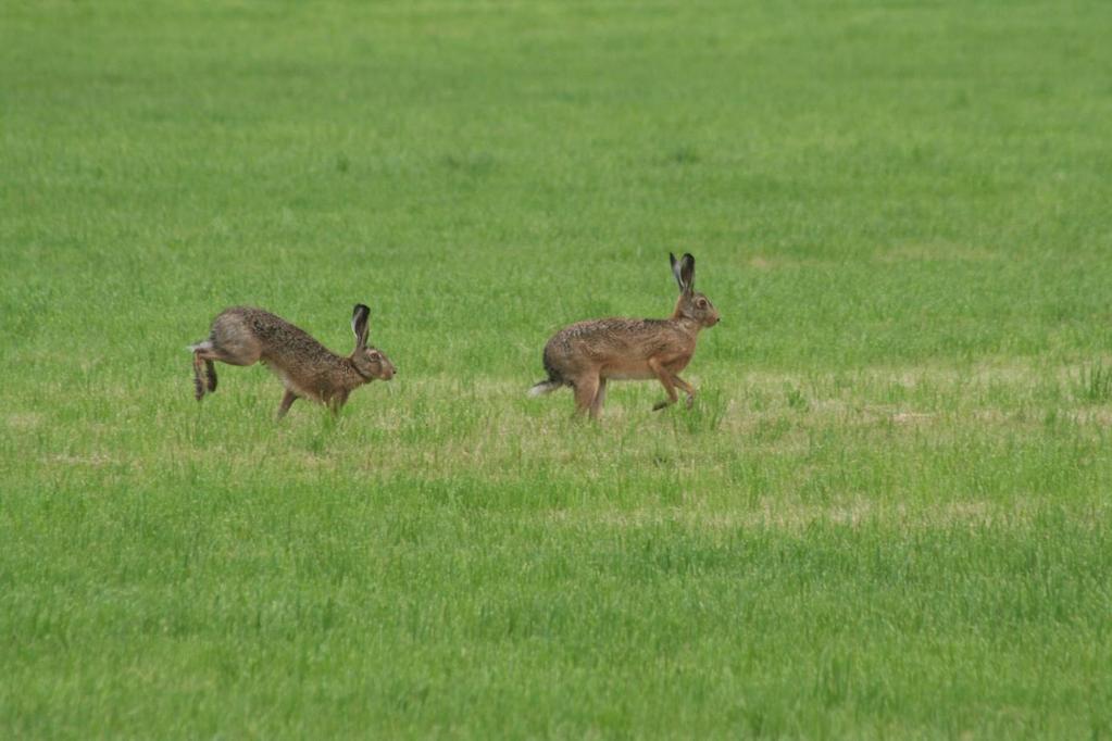 natuurbescherming Au