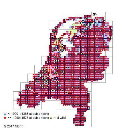 3.5 Konijn (Oryctolagus cuniculus) Status: wildsoort en soort van de landelijke vrijstelling 3.5.1 Soortbeschrijving Het Konijn komt overal in Nederland voor.
