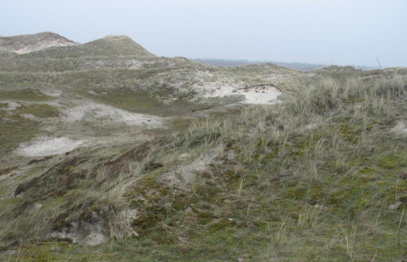 Desondanks waren tapuiten hier succesvol in het grootbrengen van jongen.