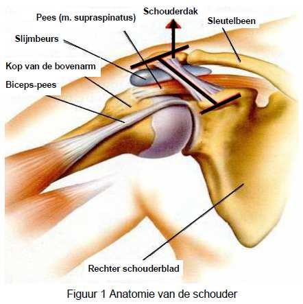 Anatomie van de schouder De schouder wordt gevormd door drie botstukken: de bovenarm (humerus), het schouderblad (scapula) en het sleutelbeen (clavicula).