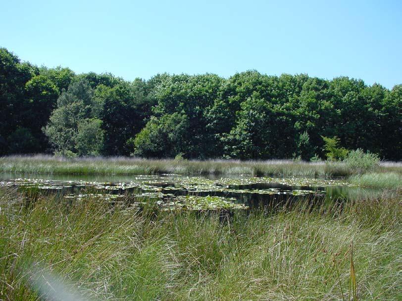De knoflookpad in Noord-Brabant in 2003 3.3 De Houtvelden Tussen Geldrop en de Strabrechtse heide ingeklemd ligt het onderzoeksgebied De Houtvelden (figuur 3).