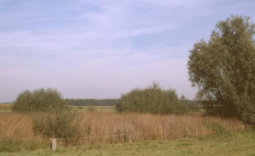 De knoflookpad in Noord-Brabant in 2003 3.4 Gastelse heide (inclusief Woutjespeel) De Gastelse heide ligt in zuidoost Brabant ten noordoosten van Gastel (figuur 4).