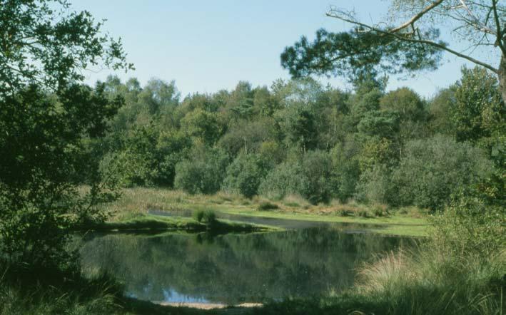 De knoflookpad in Noord-Brabant in 2003 3.8 t Hurkske t Hurkske is een bosgebied in de gemeente Veghel ten zuiden van het dorp Erp. In 1977 is hier door J.