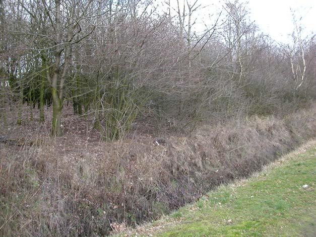 De knoflookpad in Noord-Brabant in 2003 noorden van de Dolweg direct tegenover het perceel waarin het voortplantingswater ligt. De strook is echter vrij smal.