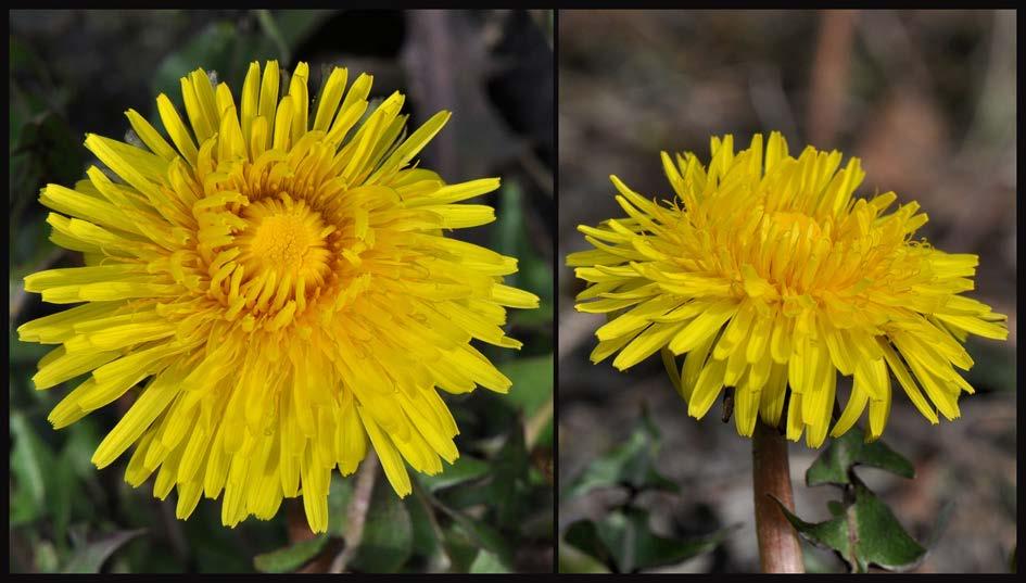 De honingbijen vlogen vooral op de wilgenkatjes, maar in het labyrint op de Kinderwerktuin zag ik deze honingbij op de tulipa turkestanica. Deze tulp is genoemd naar zijn vindplaats, Turkije.