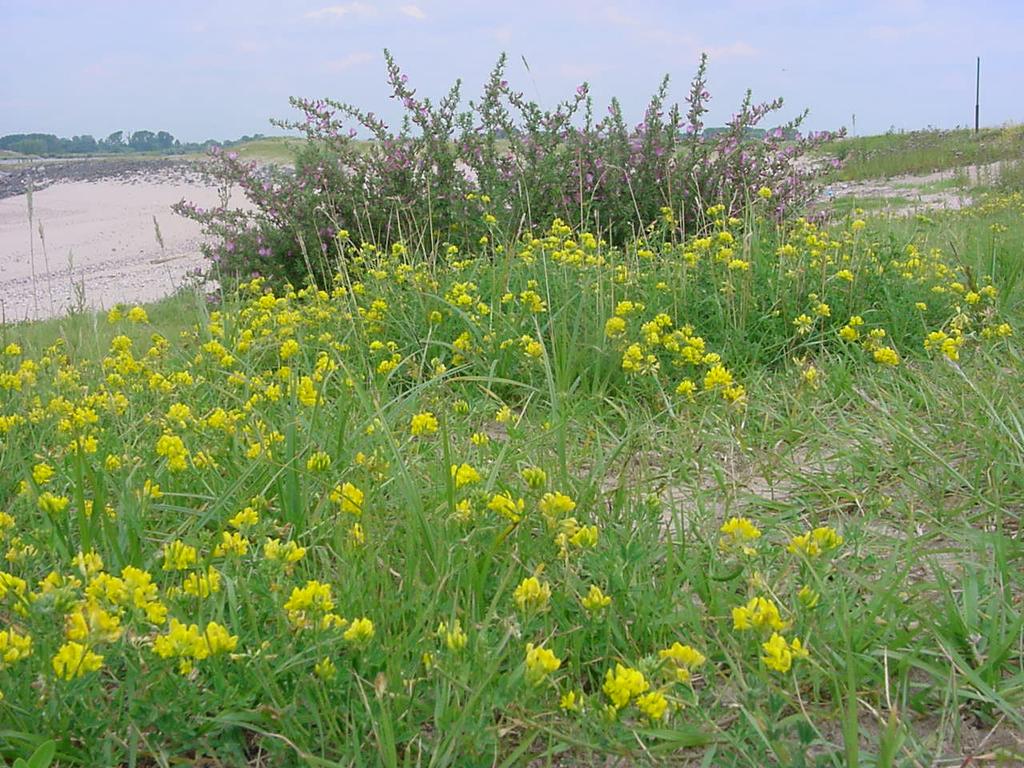 Project Natuurvriendelijke Oevers Waal Tussenresultaten van het veldwerk 2004 Flora & PQ-onderzoek December 2004 A.S. Kers m.m.v. E. Kerp, B. van Gennip, W.