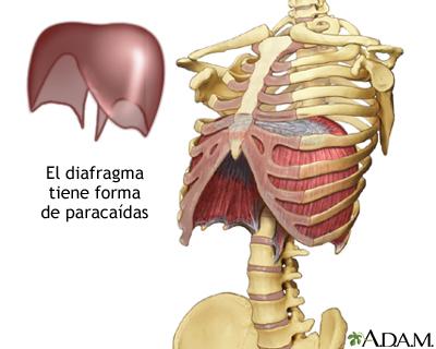 Mechanisch: Diafragma = middenrif Scheidt onze borst en buikholte Aanhechting voorzijde van de ribben, T8, T9, lumbale wervel thv L1, 2 & 3 Geënerveerd door de nervus phrenicus (middenrifszenuw)