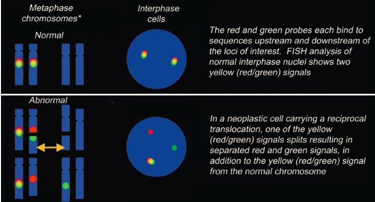 Interpretatie FISH break apart probes