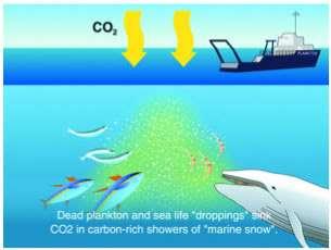 Carbon Dioxide Removal