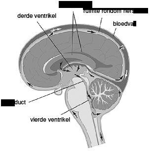 Samen met uw behandelend arts heeft u besloten tot opname op de afdeling Neurochirurgie van het UMC St Radboud voor de behandeling van een hydrocefalus (waterhoofd).