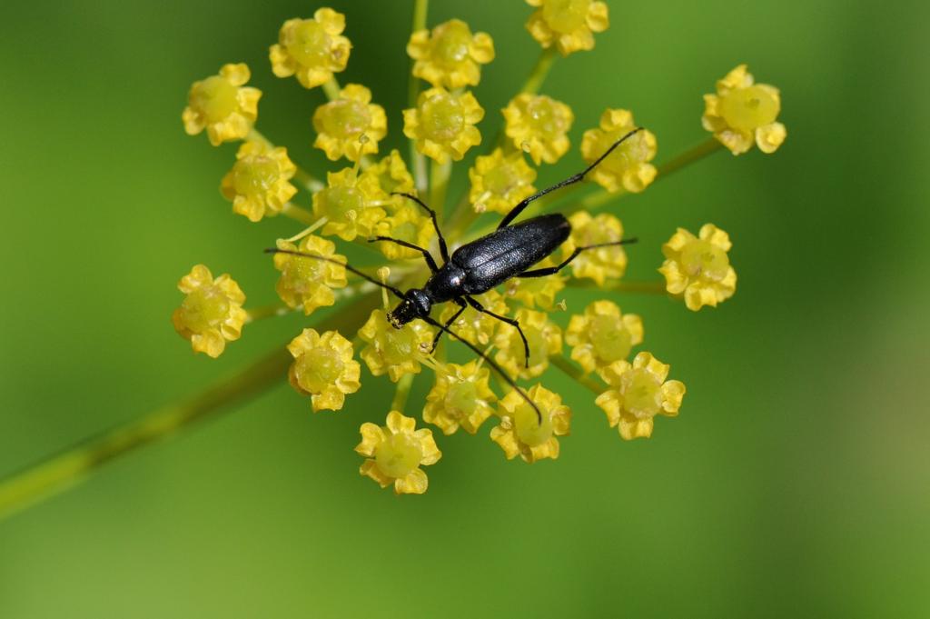 Torren zijn kevers, en hebben dus kaken. Ze kunnen bijten. Dat onderscheidt ze van andere insecten met zuigsnuiten.