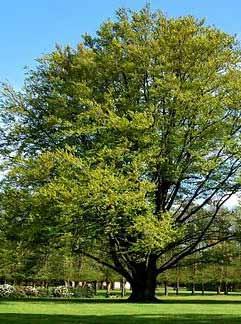 Nieuw aan te planten bomen Markt in