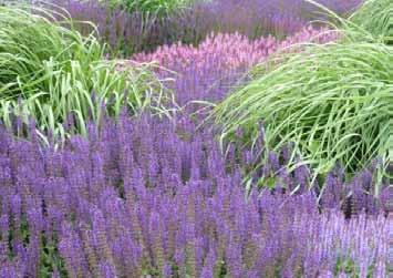 Vakbeplanting Markt, kleurrijke, bloeiende mix vaste planten en siergrassen: (aanplant ca.