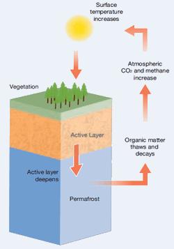 Permafrost carbon feedback Warmer klimaat dooi