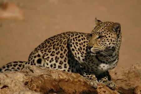 landschappen in het wereldberoemde Kruger National Park in Zuid-Afrika (20.000 km2).