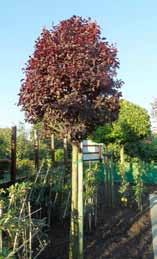 EEN KLEINE GREEP UIT ONS ASSORTIMENT in de meest gevraagde maat, in pot of kluit per stuk s ACER palmatum Garnet - roodbladig, fijn getand blad, vanaf 18,75 ACER platanoides Globosum - bolvormige