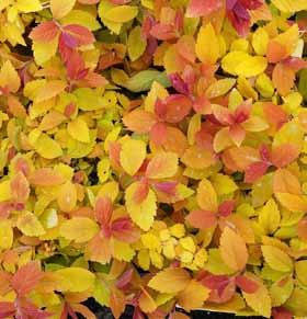 struik in diverse soorten, vanaf 20,00 NANDINA domestica Magical Sunrise - NIEUW - rood kleurend blad, vanaf 13,50 PHOTINEA fraseri Red Robin - bladhoudend met helderrode