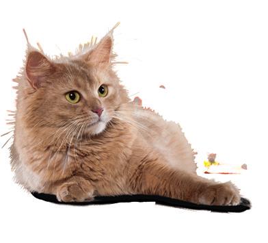 zoekt voor een kieskeurige kat of voer dat gericht moet zijn op de speciale verzorging van huid en vacht, of ondersteuning moet bieden bij een gevoelige spijsvertering en neiging tot overgewicht.