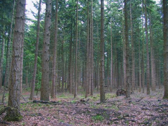 Toch is puur beukenbos in Nederland natuurlijker dan het bos dat (deels) uit grove den of douglas bestaat.