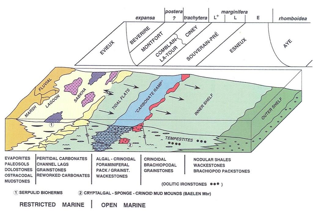 Reconstructies van het afzettingsgebied en de ecologie van de fossielen wijzen op een zeer ondiepe zeeafzetting in een waddengebied of een kustvlakte, gelegen op circa 20 breedte, ten zuiden van de