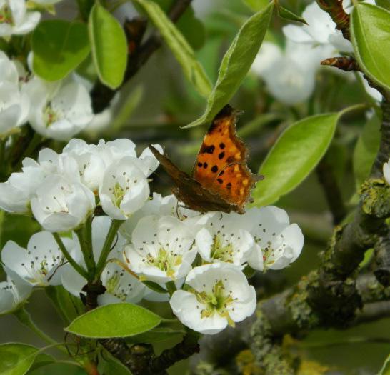 Bloemen & Groenten Plantvak: 2.