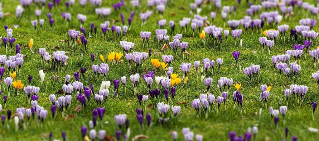 P l A N T V A K K E N Kleurrijk Seizoensbeleving Aantrekkelijk voor diertjes Vogels, vlinders & bijen Praktisch Beheersbaar / onderhoudsarm (Kinder)