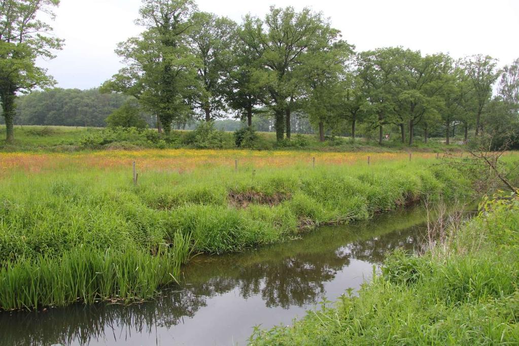 Inrichtingsplan Realisatie van natuurvriendelijke oevers en dijklichamen met daaraan gekoppeld een ecologisch beheer verhoogt de vestigingskansen voor allerlei kenmerkende soorten flora en fauna en