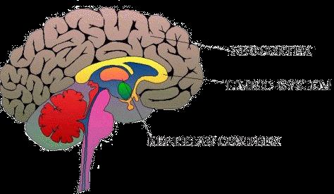 (Limbisch systeem - zoogdierenbrein) Intelligentie (Neocortex