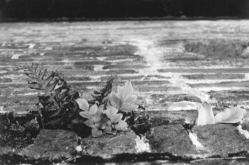 Fig. 4. Jonge IJzervaren (Cyrtomium falcatum (L.f.) C.B. Presl.) met Tongvaren (Asplenium scolopendrium L.) en Mannetjesvaren (Dryopteris filix-mas (L.