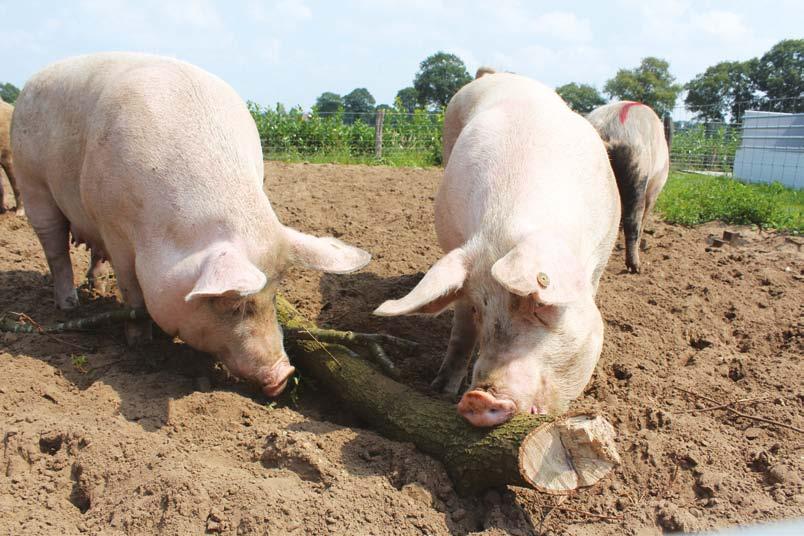 lekker buitenspelen ZO KAN HET OOK Van deze blije biologisch gehouden varkens worden we