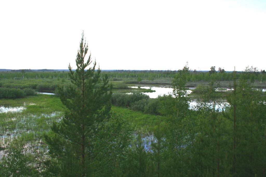 Figuur 8.24. Natuurlijk veenriviertje in midden Siberië. Het rivierpeil staat nagenoeg gelijk aan de (grond)waterstand in de omringende vegetatie en veen. Figure 8.24. Undisturbed bog stream in middle Siberia.