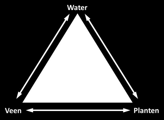 Voor een goed begrip van het functioneren van een hoogveen is het essentieel om te begrijpen dat veen, planten en water nauw met elkaar samenhangen en helemaal van elkaar afhankelijk zijn (Figuur 2.