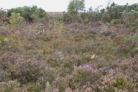 Sharavogue bog: 1) community with Calluna vulgaris and Hypnum jutlandicum, 2) community
