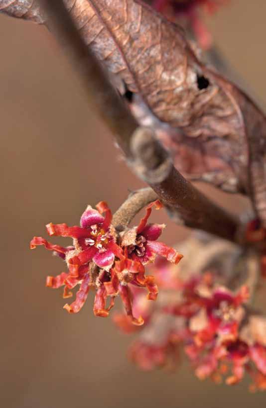 lis vanuit de natuur bekend. In Nederland wordt van oudsher dan ook maar één kloon gekweekt.