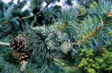 Pinus parviflora Glauca Hoogte: 4-6 m Kroon: