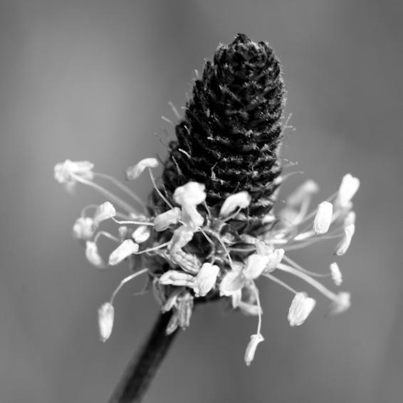 HOE ZIT EEN BLOEM IN ELKAAR? - WERKBLAD 2 bekijk de bloem van dichtbij. kan je de meeldraden zien?